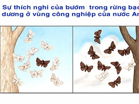 Bài giảng Sinh Học 12 - Bài 27, 28: Quá trình hình thành quần thể thích nghi. Loài