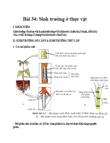 Kế hoạch bài dạy Sinh Học 11 - Bài 34: Sinh trưởng ở thực vật