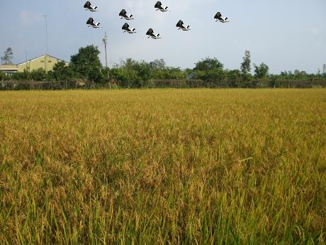 Bài giảng Đạo đức 3 - Em yêu tổ quốc (Tiết 1)