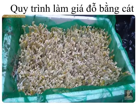 Bài giảng Khoa học tự nhiên 7 - Quy trình làm giá đỗ bằng cát