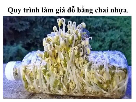 Bài giảng Khoa học tự nhiên 7 - Quy trình làm giá đỗ bằng chai nhựa