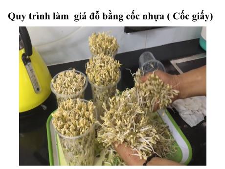 Bài giảng Khoa học tự nhiên 7 - Quy trình làm giá đỗ bằng cốc nhựa (Cốc giấy)