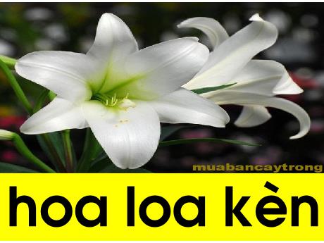 Bài giảng Tiếng Việt 1- Chữ cái H - K