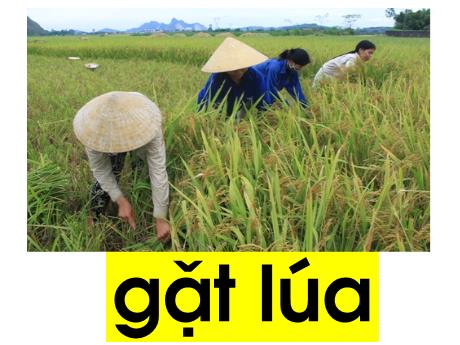 Bài giảng Tiếng Việt 1- Chữ cái U - Ư